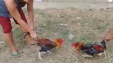 Sparring session ng Mga Red Dragon Warriors stags tinamaan sa Ulo at medyo namilay Yung my palong,😂