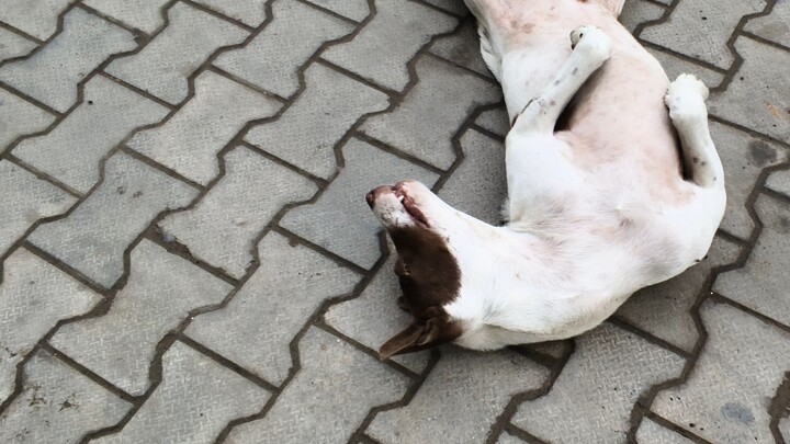 sexy dog