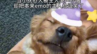 抚慰犬：打哈欠是我的谎言