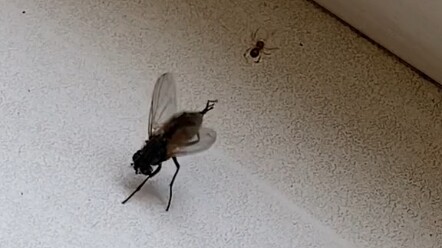 عنكبوت صغير يأكل ذبابة كبيرة