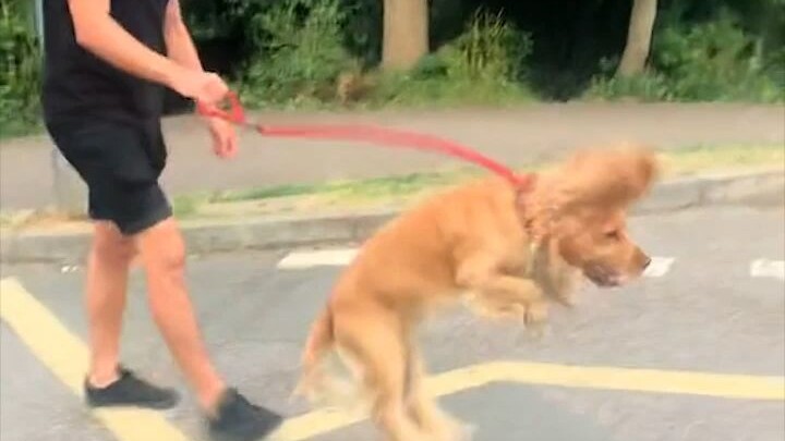 Baby, you’re not a little dog—you’re a bouncing tiger!