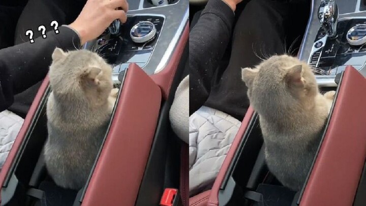 น้องแมวนั่งเรียบร้อยอยู่ในคอนโซลวางแขน ทว่าชายคนหนึ่งดันเผลอเหยียบคันเกียร์ไปโดนหัวของมันเข้า ชาวเน็