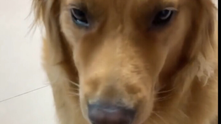 Julurkan tangan ke depan anjing, lalu lihat apa yang akan mereka lakukan!