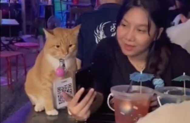 Cat: Very unhappy to be of service to you