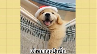 เพื่อนตัวน้อย สัตว์เลี้ยงแสนซน : เจ้าหมาสุดปุ๊กปิ๊ก