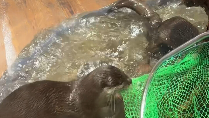 Otter: That was close—I almost got trolled online!