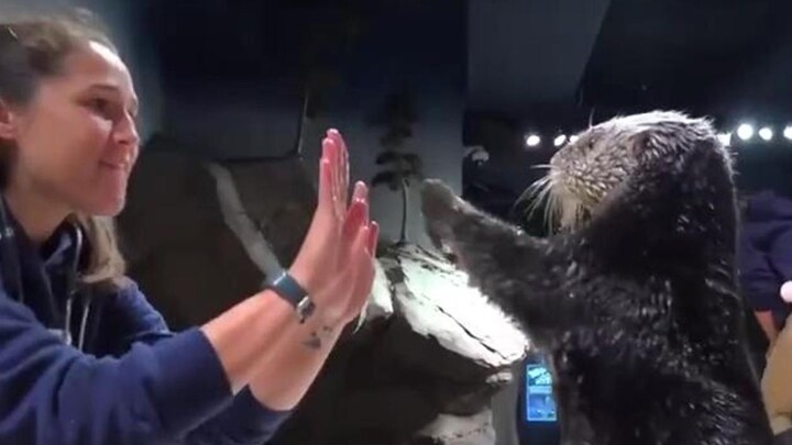 Just How Cute Can an Otter Baby Get?