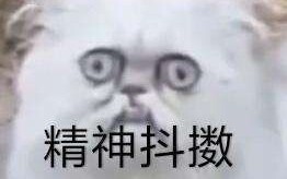 Kumpulan Video Kucing Nenek