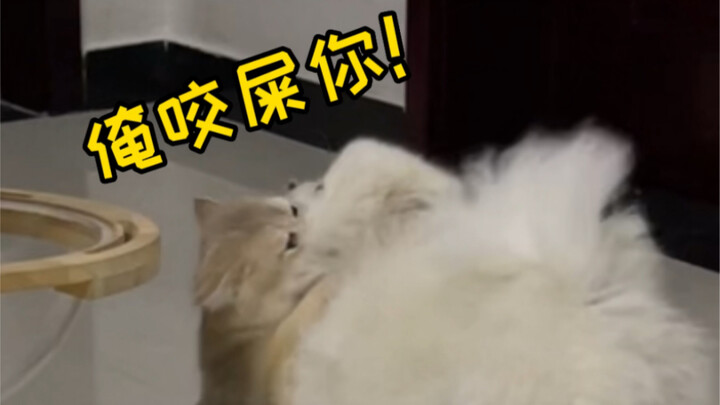 Kucing kecil yang bodoh akhirnya bisa membalas!