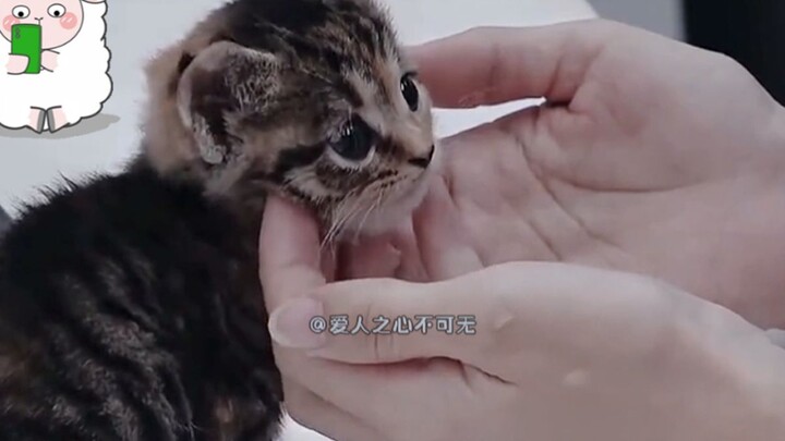 สาวน้อยบอกว่าการเลี้ยงแมวเป็นการตัดสินใจที่สำคัญ ใครดูก็ใจละลายเลย