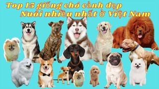 Top 15 giống chó cảnh đẹp được nuôi nhiều nhất ở Việt Nam | Hót Hòn Họt 369