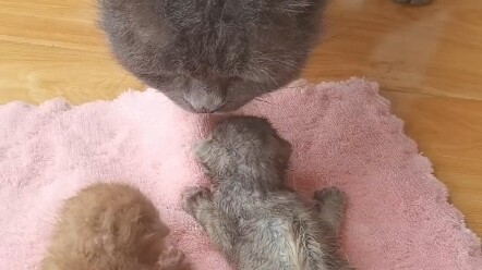 عندما عدت لتطعم القطط، وجدت رجلاً يفرغ كيساً فيه قطتين صغيرتين، الحبل السري ما زال ملتصقاً بهما، يعن