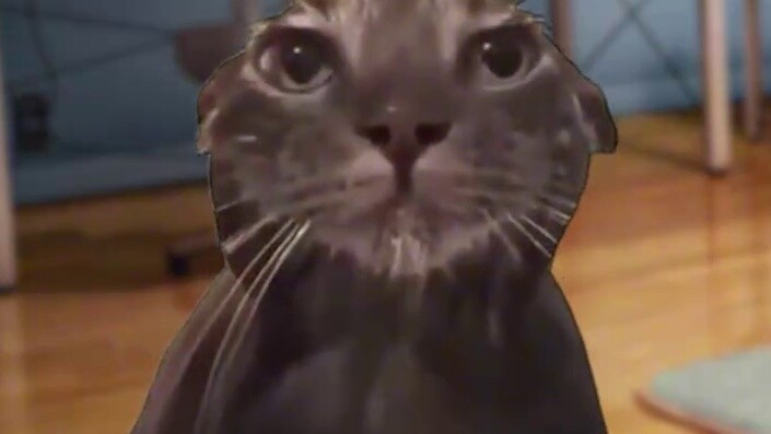 About the free model being stolen and sold on the Internet for 125 yuan [Cat meme]