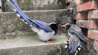 凤凰斗鸦雀，内容精彩
