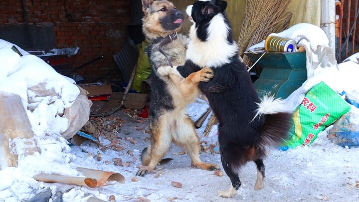 That damn protective instinct of German Shepherds!