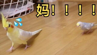 Is the cockatiel mistaking the blush chicken for its mom? Charging ahead relentlessly in pursuit!