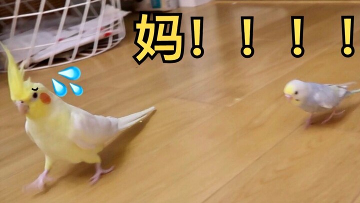 Burung kakak tua jambul menganggap ayam blush on sebagai ibunya? Melaju kencang mengejar tanpa henti