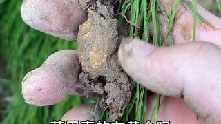 A very greedy grass