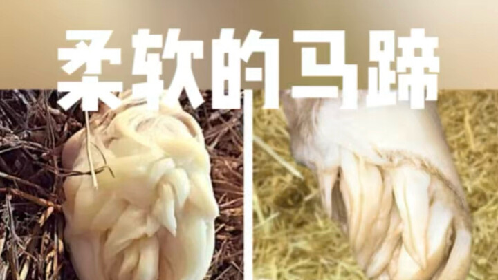 เพื่อป้องกันไม่ให้เกิดการบาดเจ็บต่อมดลูกของแม่ม้า งูจงอางจึงมีลักษณะเช่นนี้…