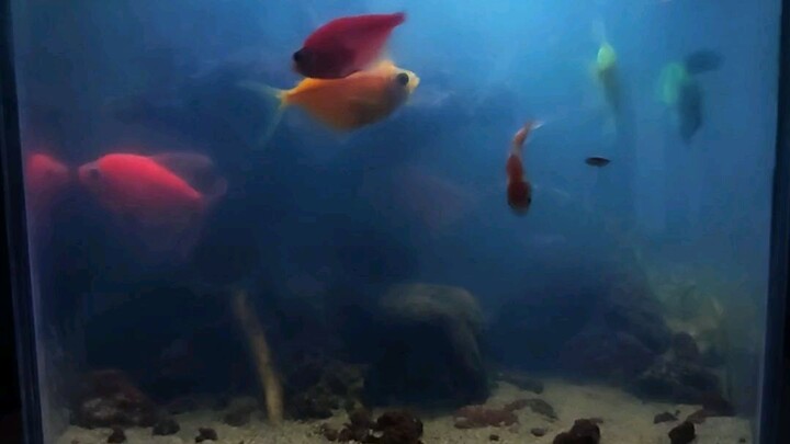 fish