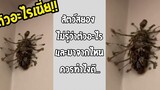 แมลงที่คุณไม่เคยเห็น ถ้าเจอย้ายหนีออกจากบ้านได้เลย รวมคลิปฮาพากย์ไทย