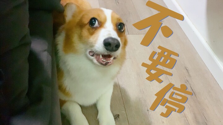 Stop petting the dog all of a sudden? Corgi: Absolutely not!! [Luka and Niko’s Daily Life]