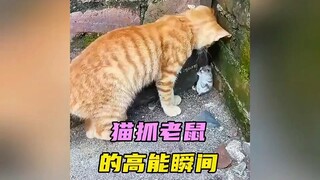 Those high-energy moments of cat catching mouse are indeed bloodline suppression #cat#catcatchingmou