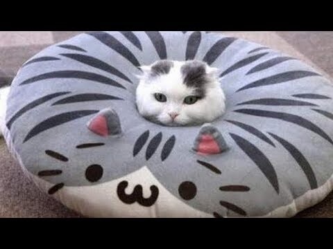 Funny and Cute Cat's Life 👯😺 Cats and Owners are the best friends Videos - Bilibili Funny and Cute Cat's Life 👯😺 Cats and Owners are the best friends Videos - Bilibili
