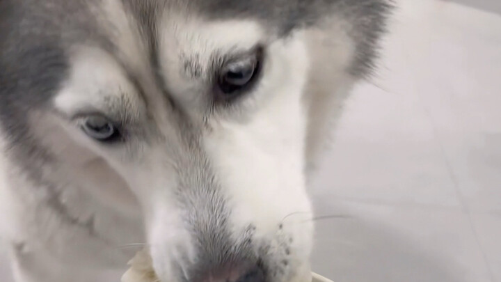 Con chó to thế này mà có bấy nhiêu đồ ăn thì làm sao hết được?