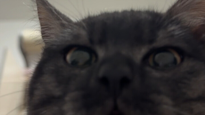 I failed to convince my mom to adopt a kitten, but just as I was about to take it in for adoption, i