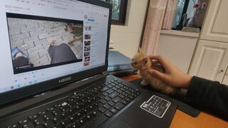 [Animals]My kitten becomes my mouse