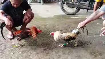 friendly Fight Di pahuhuli Ng buhay...Parehas magaling