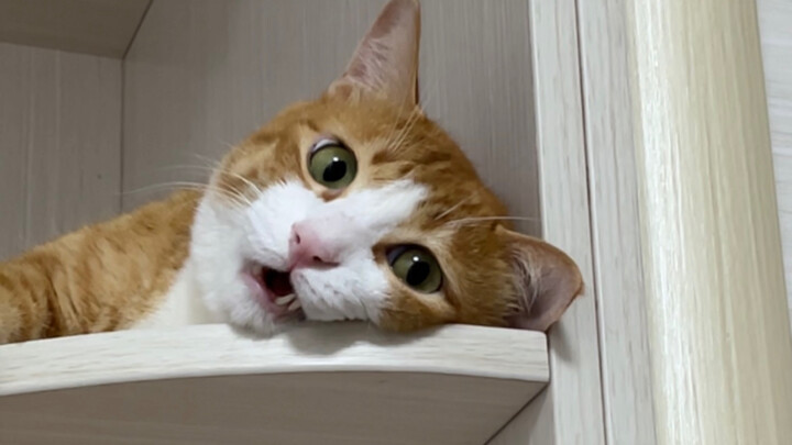 Jangan sekali-kali bertatapan dengan kucing kecil