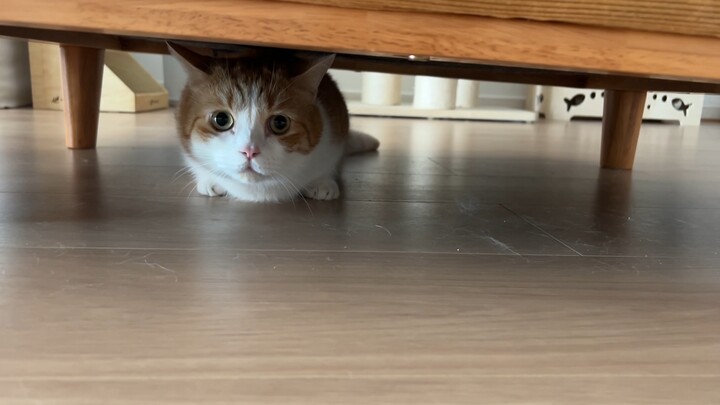 There was an earthquake just now, and it was very strong. All the kittens at home were terrified (ex