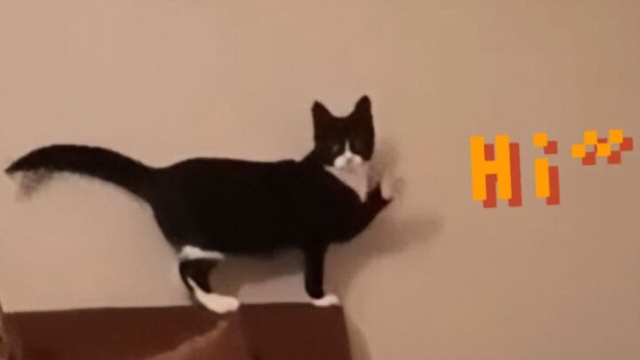 Cat: Say hello, little one!