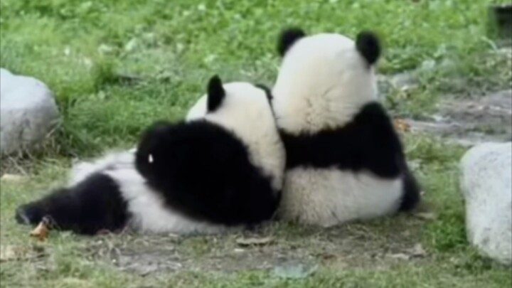 Panda Healing Behavior Awards!