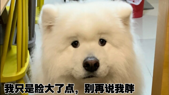 Is the Samoyed really fat or just puffy? Stop saying Xiaoxi is too fat~ We just have big faces
