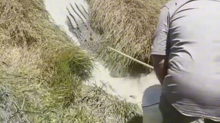 This is why you should stay away from lakes and ponds in Australia.