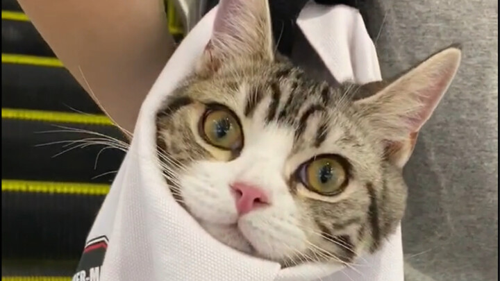 แมวบางตัวนั่งอยู่ในกระเป๋าไปเรื่อยๆ จนโตขึ้นเลยล่ะ