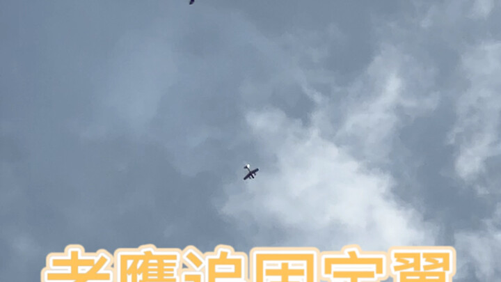 An eagle chased a vertical fixed-wing drone, stalled and rolled twice to escape