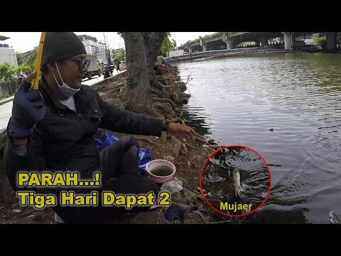 TIGA HARI CUMA DAPAT DUA EKOR || Mancing Parah Banget