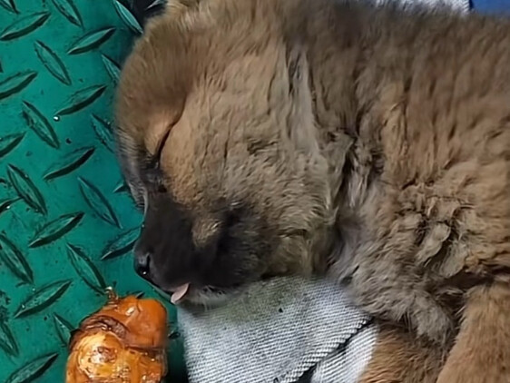 اللسان: سأكرر مرة أخرى، هذه ليست تدريبًا، هذه ليست تدريبًا، الطرف الآخر يمتلك أسلحة حقيقية.