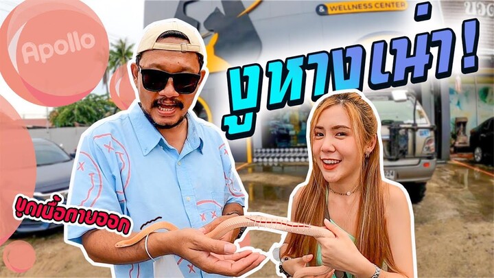 แซลมอล ไปหาหมอ ลุ้นสมาชิกใหม่