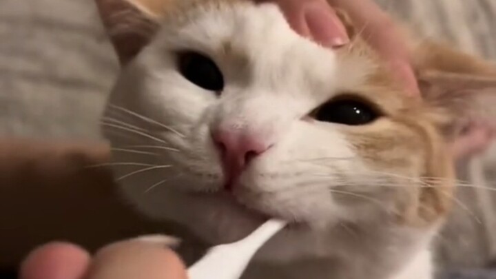 Sayang, mulutmu bau, sikat gigi