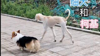 狗界两极，今日相会——细犬和柯基