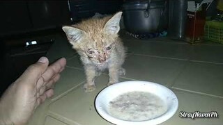 New ginger kitten
