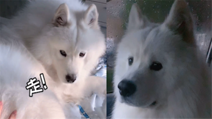 Pria menipu anjing Samoyed untuk jalan-jalan; si anjing yang semula bersemangat kini marah setelah m