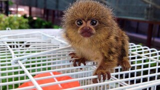 So Adorable Marmoset Monkeys - พวกมันน่ารักและตัวเล็กที่สุด