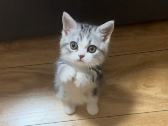 Bye-bye, little cat