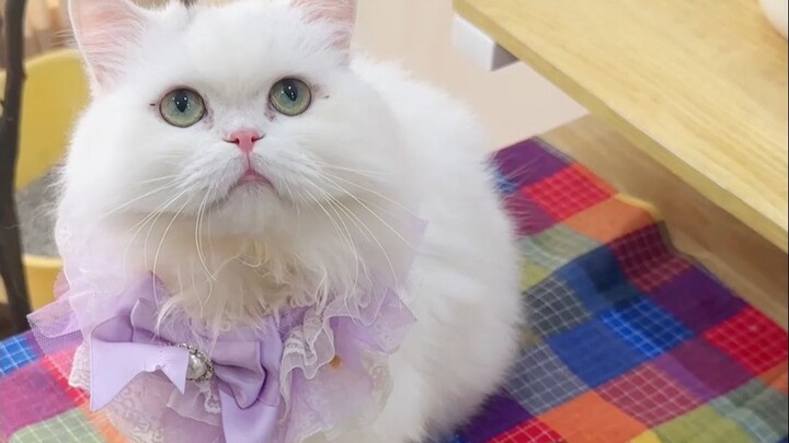 แมวของฉันกินเก่งมากจริงๆ!